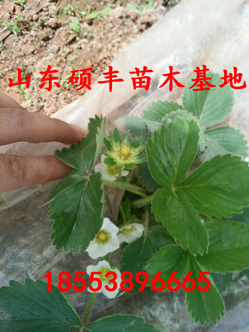 新品種隋珠草莓苗草莓苗出售