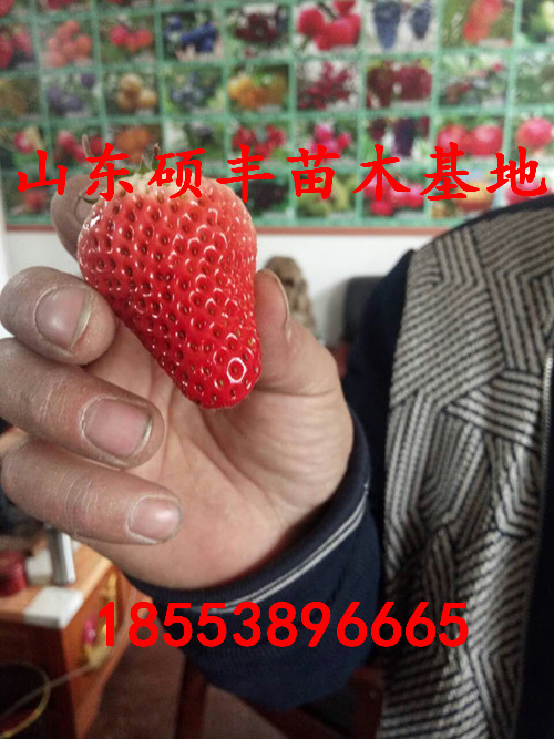 中莓6號草莓苗出售、中莓6號草莓苗優(yōu)點(diǎn)