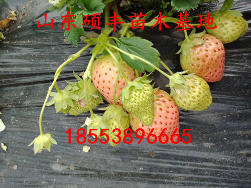 大棚達(dá)賽萊克特草莓苗、達(dá)賽萊克特草莓苗單價(jià)是多少
