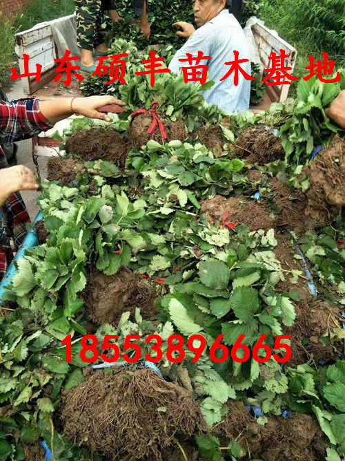 碩豐草莓苗怎么