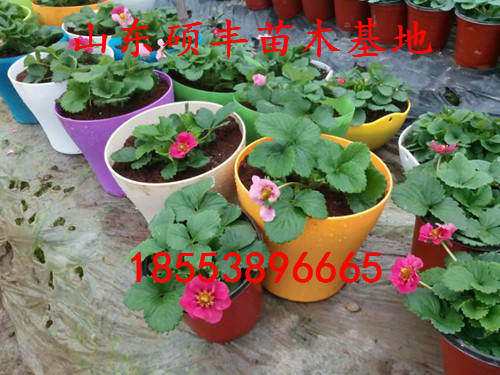 清香草莓苗價格、清香草莓苗單價是多少