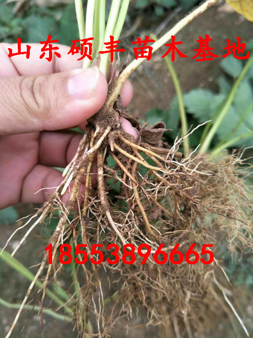 甘肃全草莓苗技术