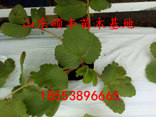 华艳草莓苗价格、华艳草莓苗种植技术