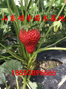 四季草莓苗供应商
