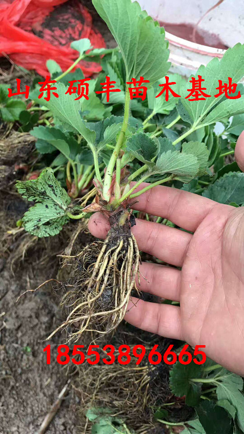 中莓5號(hào)草莓苗出售、中莓5號(hào)草莓苗繁殖