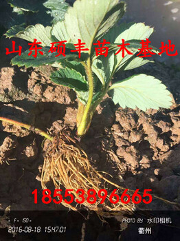 脫毒賽娃草莓苗畝產(chǎn)多少錢斤
