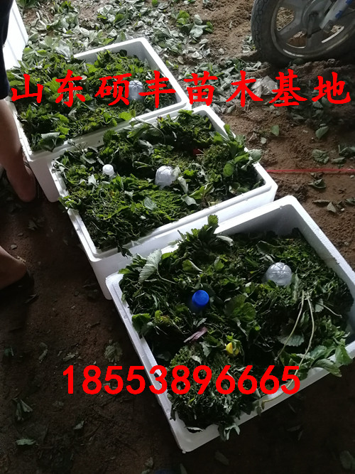櫪乙女草莓苗多少錢一棵、櫪乙女草莓苗一畝地收入