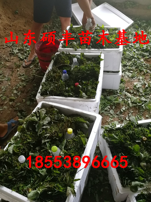 廣東全草莓苗栽培
