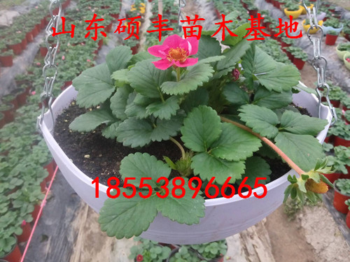 大棚達(dá)賽萊克特草莓苗、達(dá)賽萊克特草莓苗單價(jià)是多少