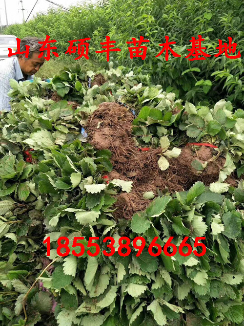 华艳草莓苗基地价格