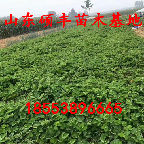 脫毒紅花草莓苗供應(yīng)、脫毒紅花草莓苗種植技術(shù)