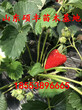 新品种牛奶草莓苗出售、新品种牛奶草莓苗品种价格