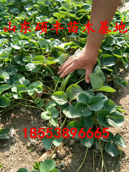 脫毒中莓2號草莓苗資料、脫毒中莓2號草莓苗廠家供應(yīng)