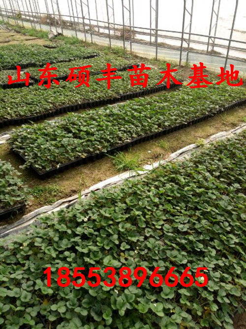 脫毒隋珠草莓苗、隋珠草莓苗畝產(chǎn)多少斤
