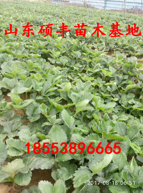 新品種哈尼草莓苗、新品種哈尼草莓苗繁殖