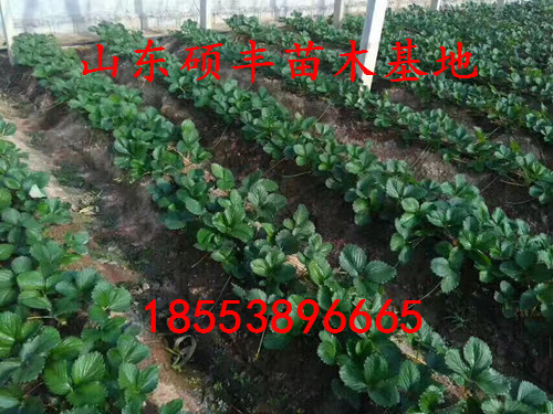 廣東全草莓苗栽培
