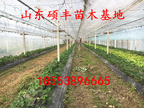 女峰草莓苗介绍、女峰草莓苗多少钱一棵