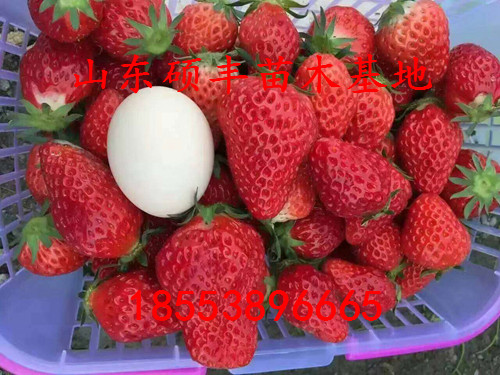 清香草莓小苗价格