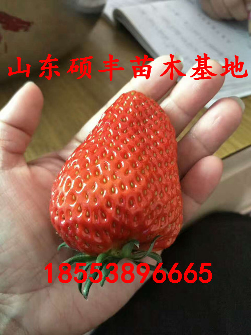 章姬草莓苗格、章姬草莓苗種植技術(shù)