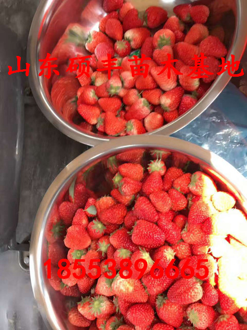 大棚大白草莓苗出售价格、大白草莓苗