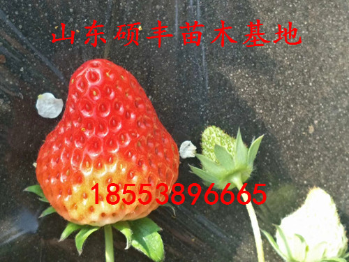 奶油草莓苗行情、奶油草莓苗出售