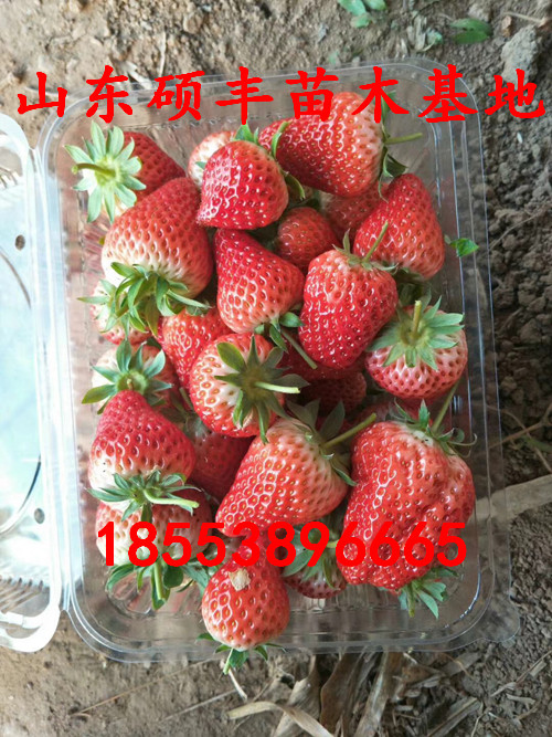 新品種隋珠草莓苗草莓苗出售