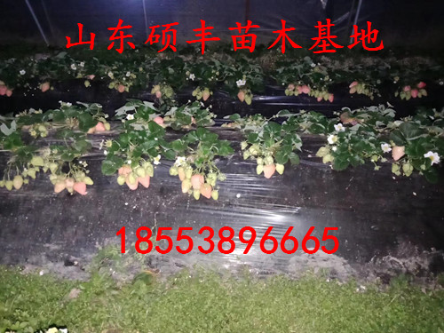 清香草莓苗價格、清香草莓苗單價是多少