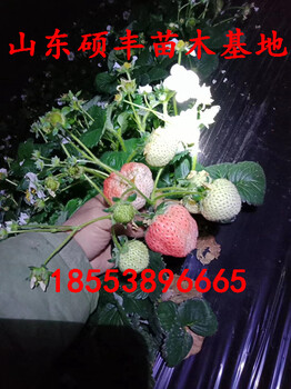 大棚大白草莓苗出售价格、大白草莓苗