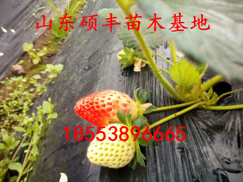 甜查理草莓苗出售價格、甜查理草莓苗供應