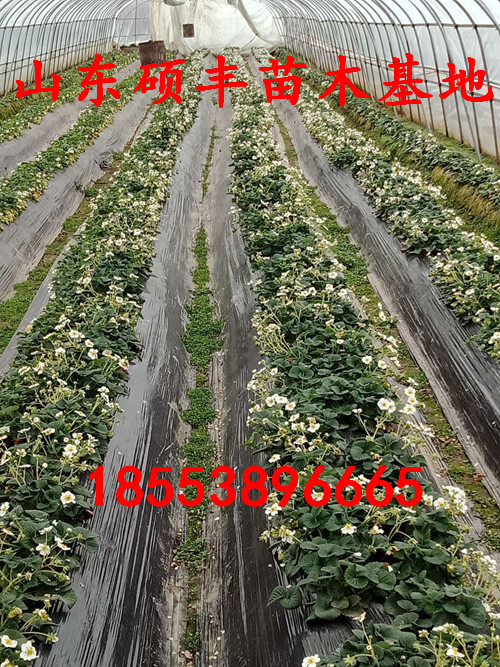 碩豐草莓苗批發(fā)、碩豐草莓苗