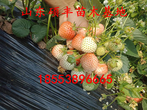 中莓5號(hào)草莓苗出售、中莓5號(hào)草莓苗繁殖