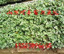 河北妙香七号草莓苗、妙香七号草莓苗适应的湿度图片