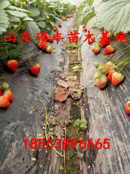 陕西适合种植妙香3号草莓苗吗？
