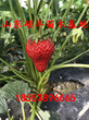 妙香七号草莓苗青海草莓苗图片