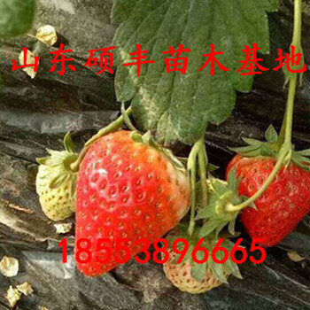 新疆妙香七號草莓苗廠家
