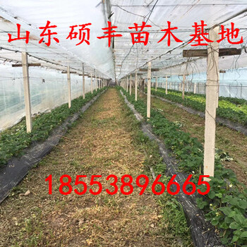重慶適合種植哪些品種草莓苗