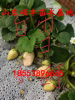 浙江妙香七号草莓苗、妙香七号草莓苗培育方式