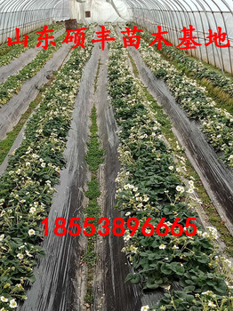 红颜草莓苗露地草莓种植技术视频