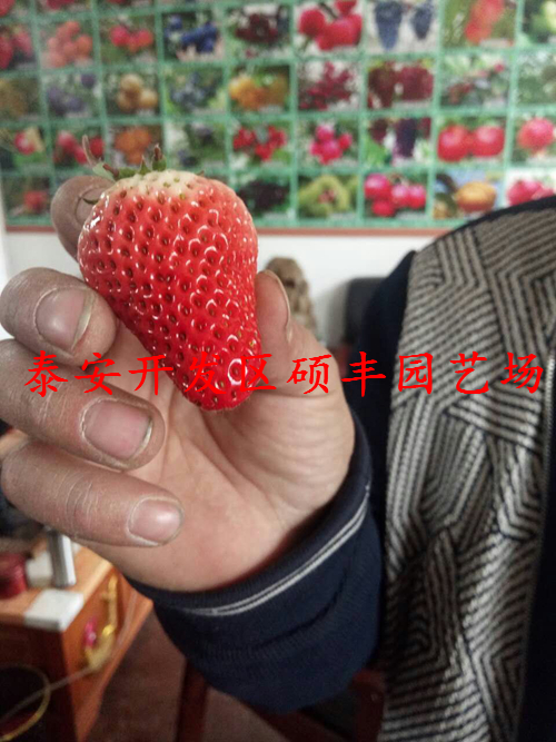 隋珠草莓苗草莓修剪技術(shù)圖解