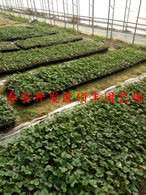 怎么種植甜寶草莓苗產(chǎn)量高