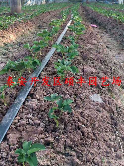 怎么種植京泉香草莓苗產(chǎn)量高