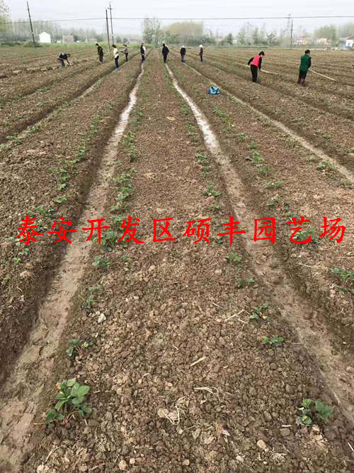 适合浙江种植的草莓苗品种有哪些？