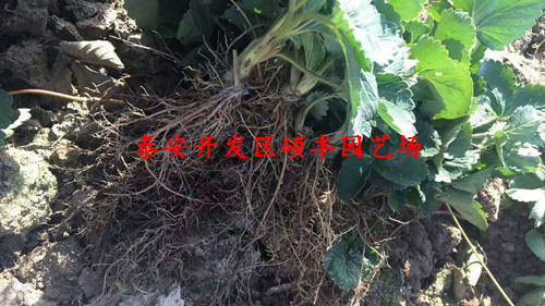 全草莓苗花芽分化用什么藥