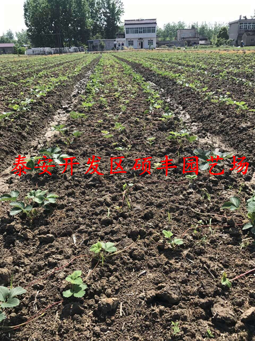 上海甜寶草莓苗、甜寶草莓苗市場行情