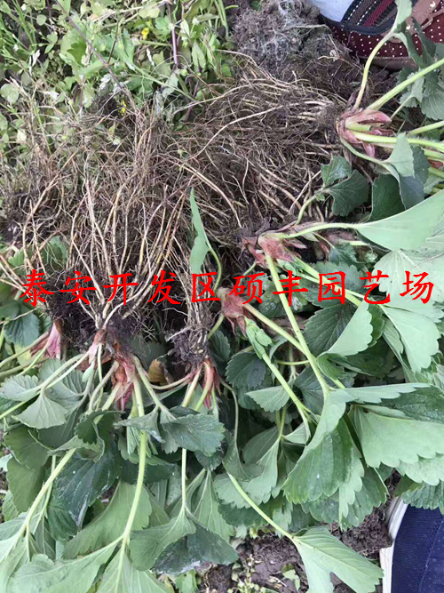 广东适合种植章姬草莓苗吗？