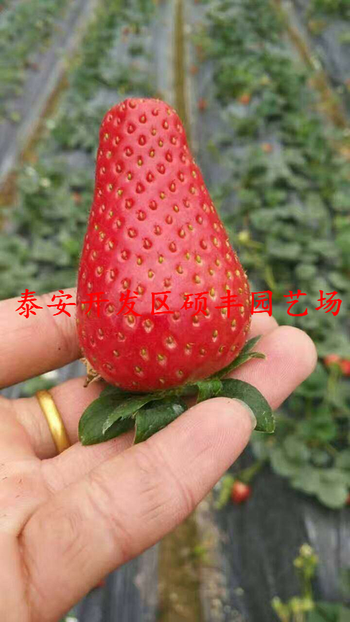 红颜草莓苗露地草莓种植技术视频