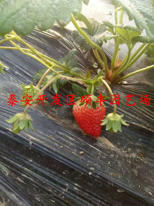 适合安徽种植的草莓苗品种有哪些？