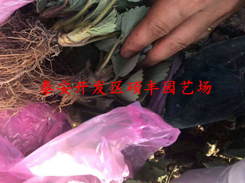 甜宝草莓苗的冲施肥