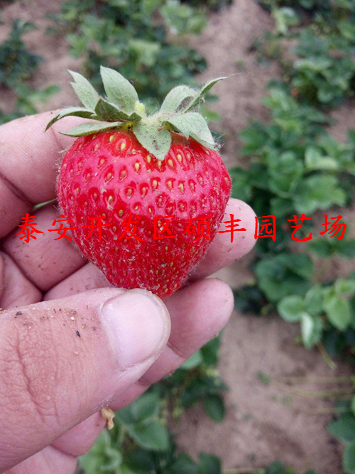 江蘇小白草莓苗、小白草莓苗內(nèi)草莓苗