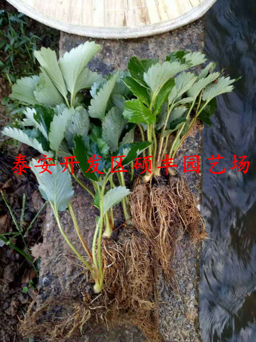 上海小白草莓苗、小白草莓苗銷售商